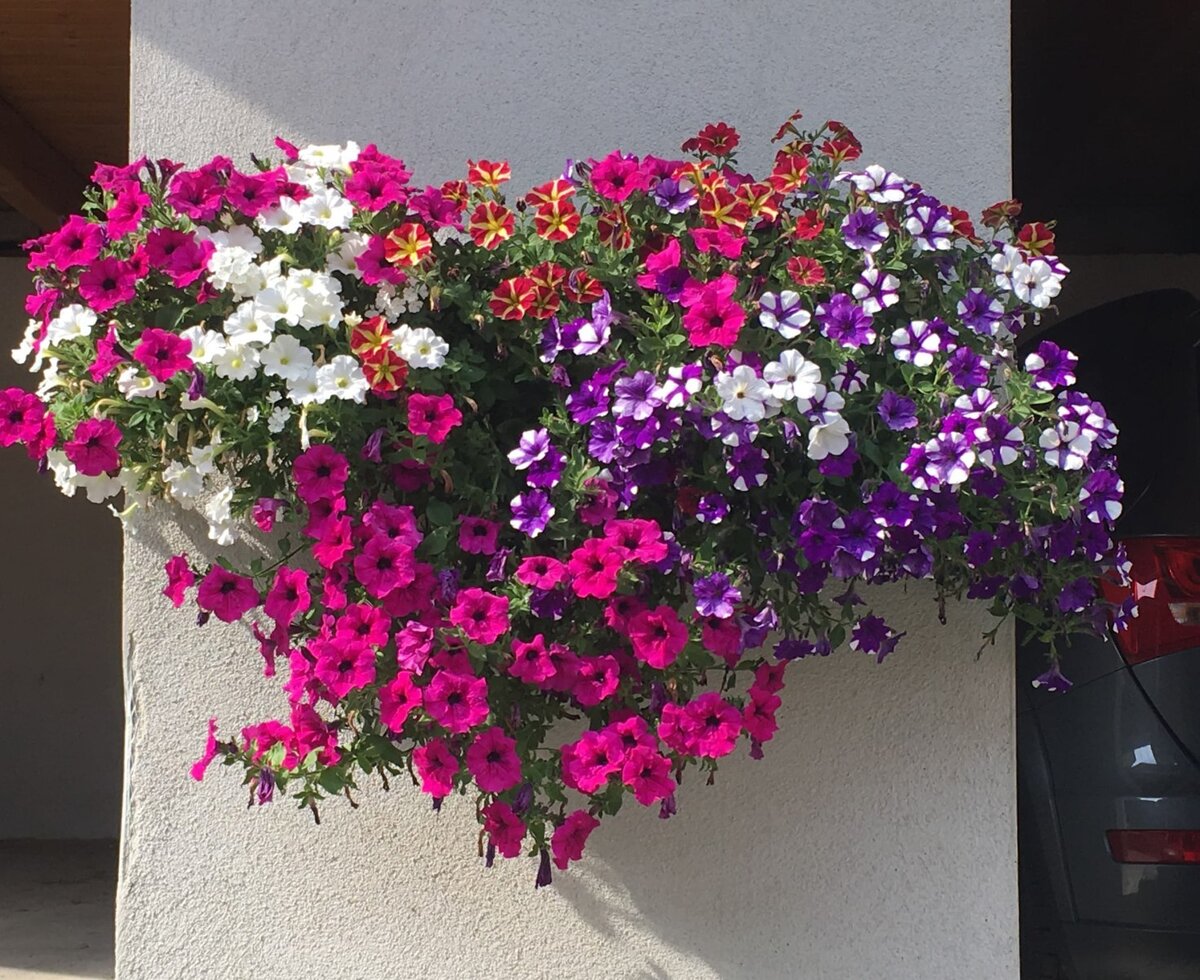 Blumen