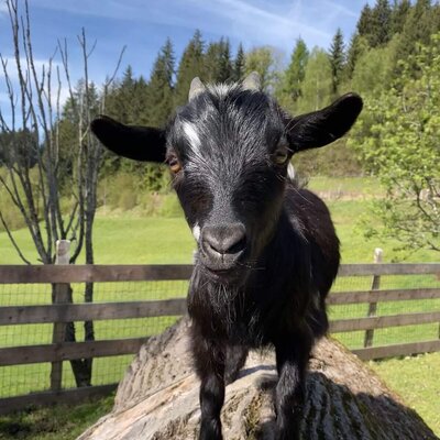 Eine schwarze Ziege auf einem Baumstamm auf dem Bauernhof.