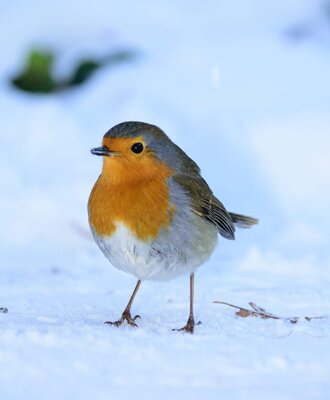 Ein Rotkehlchen im Schnee, das die Wintertierwelt in der Nähe des Bauernhofs zeigt.
