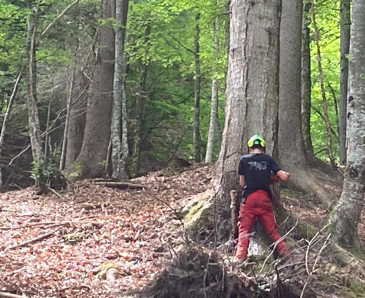 Das Holz für unsere Hackschnitzelheizung kommt direkt aus dem eigenen Wald.