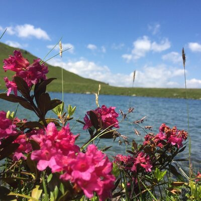 Almrosen-Blüte am Laußnitz See
