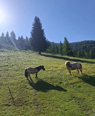 Zwei Ponys auf der Weide der Alm, mit bewaldeten Hügeln im Hintergrund.