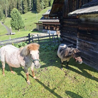 Zwei Ponys auf der Wiese der Alm, mit einem Holzgebäude und Bergwald im Hintergrund.