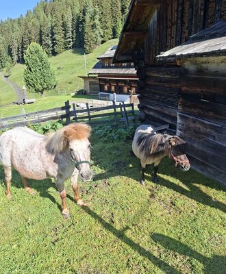 Zwei Ponys auf der Wiese der Alm, mit einem Holzgebäude und Bergwald im Hintergrund.