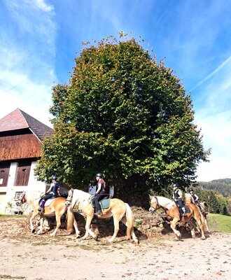 Ein idyllischer Ausritt mit Pferden direkt am Ferienhaus unter einem prächtigen, schattenspendenden Baum.