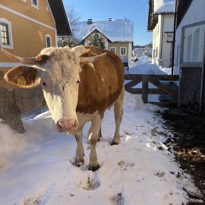 Eine braun-weiße Kuh mit Hörnern steht im Schnee auf dem Bauernhof, mit weiteren Gebäuden im Hintergrund.