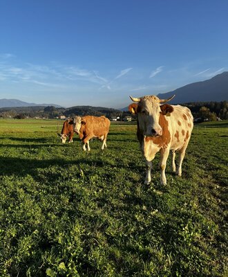 Kühe auf der Weide des Bauernhofs mit Bergen im Hintergrund.