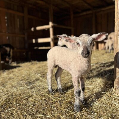 Ein junges Lamm steht auf Heu im Stall des Bauernhofs.