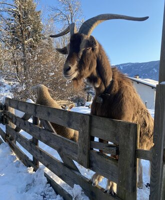 Ein Ziegenbock und ein Schaf am Zaun des Bauernhofs im winterlichen Schnee.