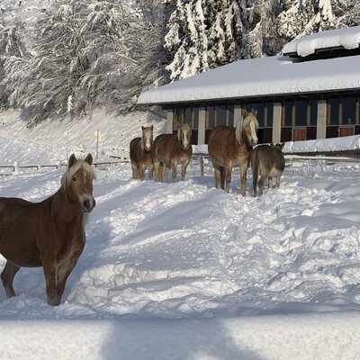 Pferde und ein Esel im verschneiten Freigelände des Bauernhofs.