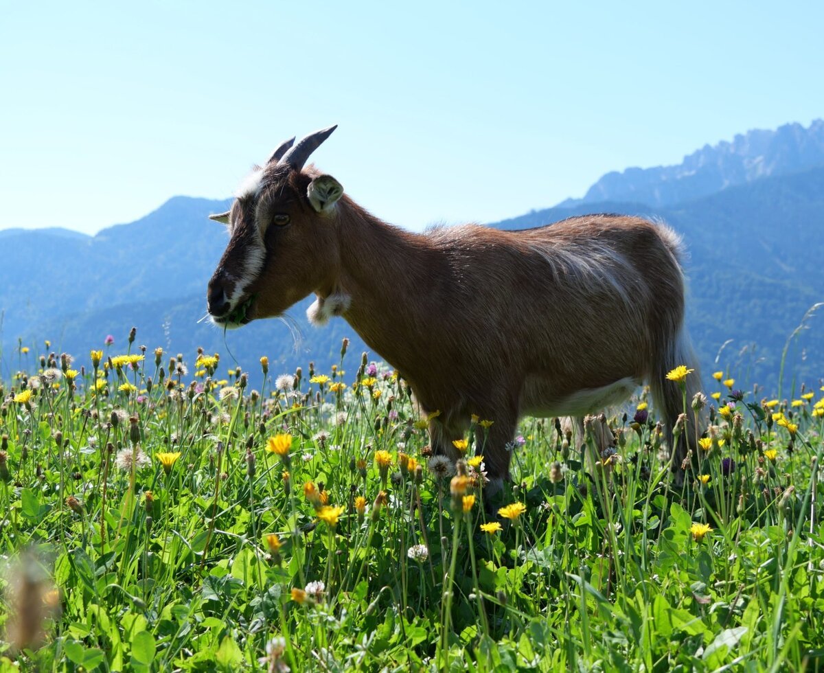Eine Ziege grast auf einer Blumenwiese des Bauernhofs mit Blick auf die umliegenden Berge.