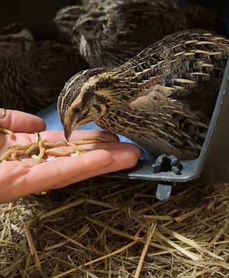 Eine Person füttert Wachteln von Hand auf dem Bauernhof.