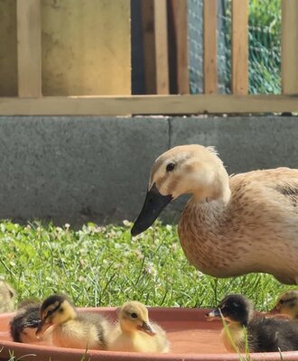 Ente und Entenküken in einer Wasserschale auf dem Gras des Bauernhofs.