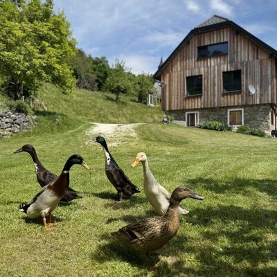 Enten auf dem Rasen vor dem Bauernhof.
