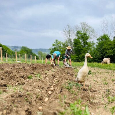 Gäste pflanzen Kartoffeln auf dem Feld des Bauernhofs, begleitet von Enten und einer Kuh.