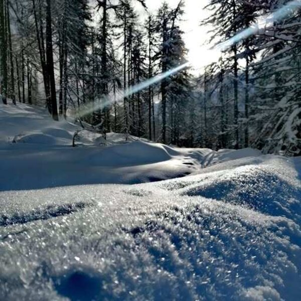 Verschneite Waldlandschaft mit Sonnenstrahlen und glitzerndem Schnee.
