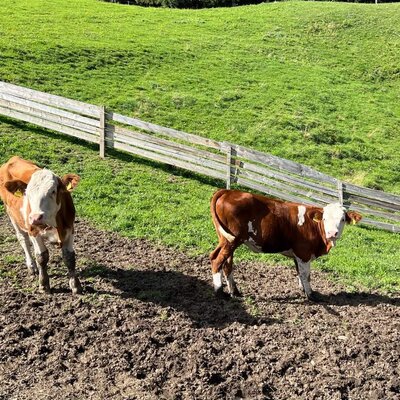 Zwei neugierige Kälber auf der saftig grünen Weide des Bauernhofs.
