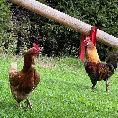 Ein stolzer Hahn und Hühner auf der saftig grünen Wiese des Bauernhofs.