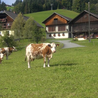 Kühe weiden auf der Wiese vor den Gebäuden des Bauernhofs.
