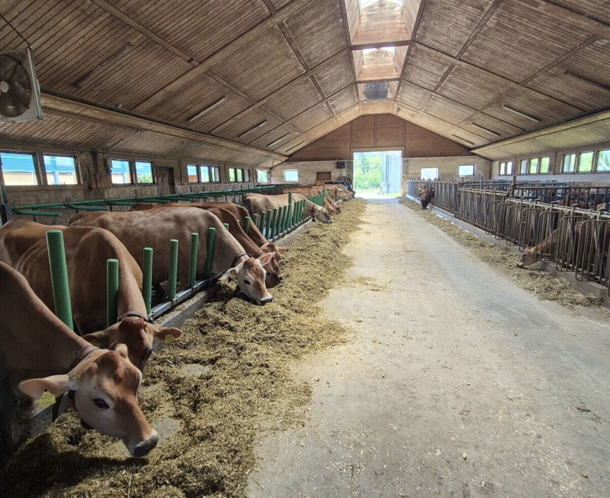 Unsere Kühe am Windischhof