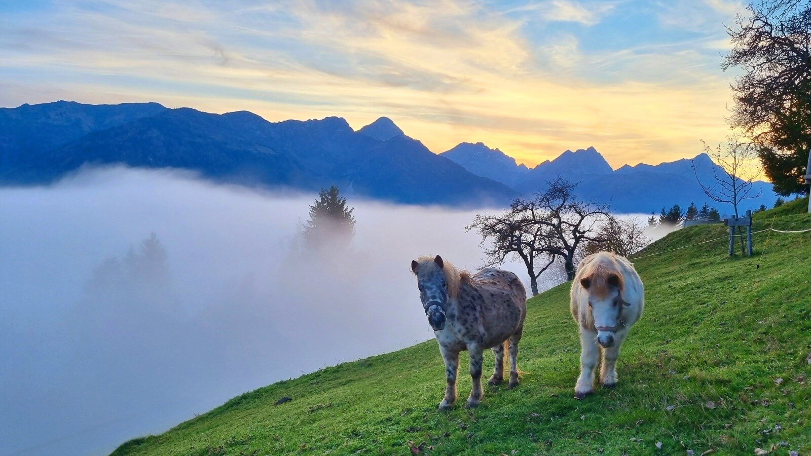 Zwei Ponys auf dem Bauernhof vor einer Bergkulisse mit Nebel und der Morgen- oder Abenddämmerung.