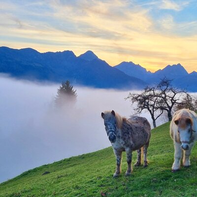 Zwei Ponys auf dem Bauernhof vor einer Bergkulisse mit Nebel und der Morgen- oder Abenddämmerung.