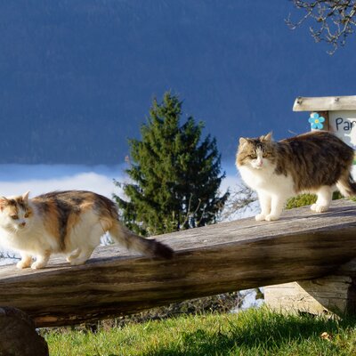 Zwei Katzen auf einer Holzbank des Bauernhofs, mit dem Schild Panoramahof und Blick auf die Berge über dem Talnebel.