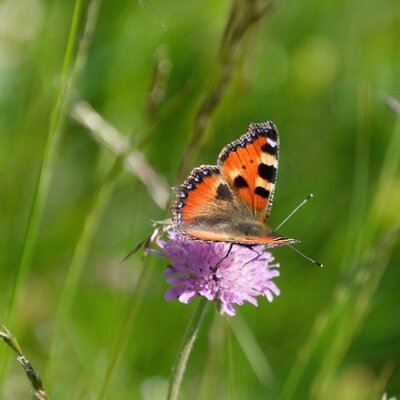 Ein Schmetterling auf der Blumenwiese des Panoramahofes