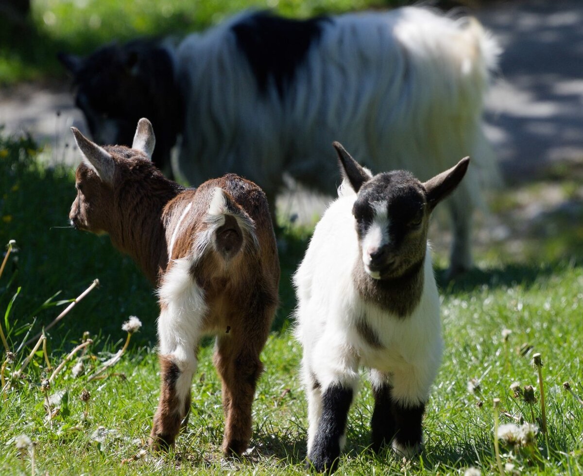 Zwei Ziegenkitz auf der Weide des Bauernhofs.