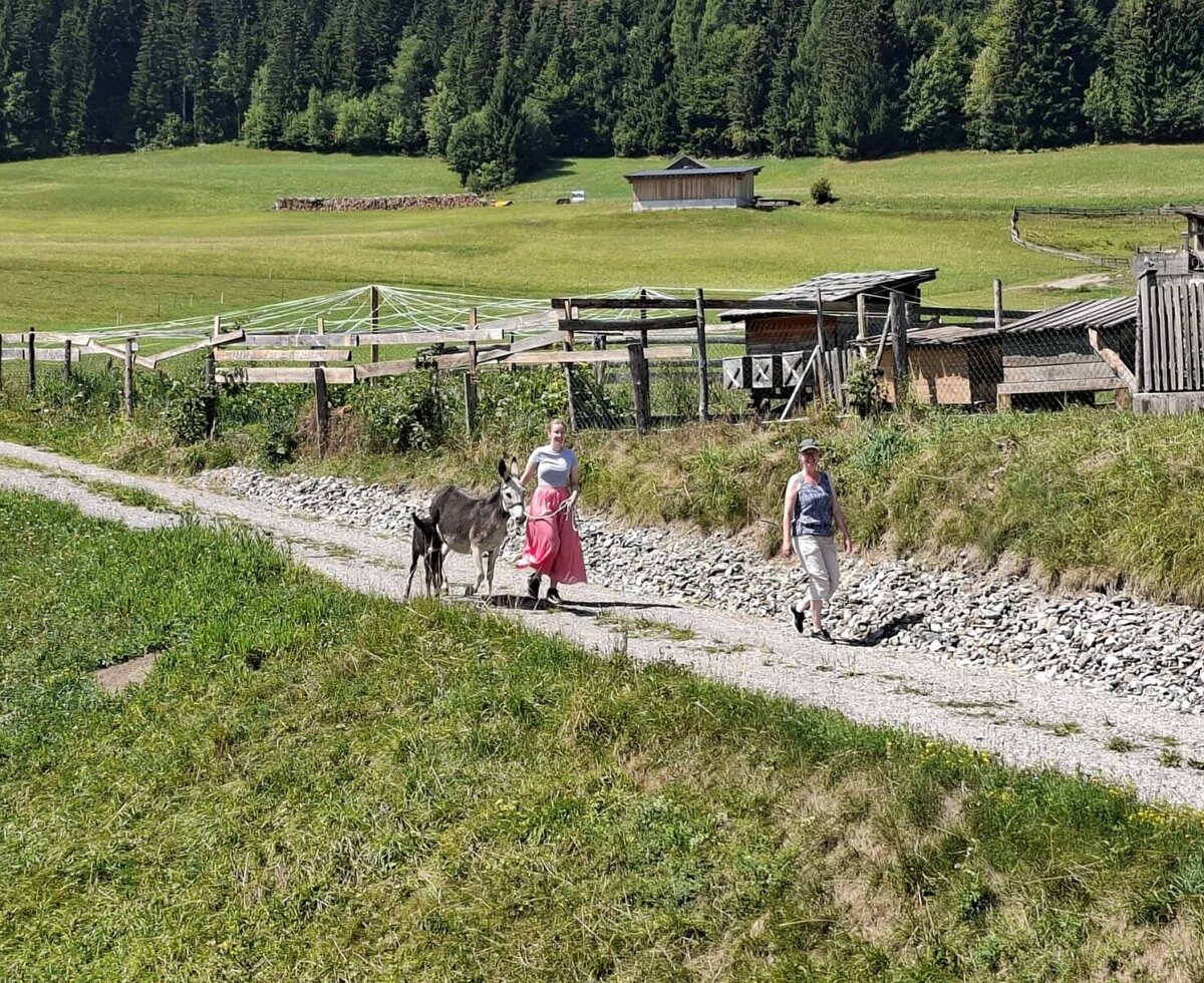 Ein idyllischer Spaziergang mit den hofeigenen Eseln auf dem Bauernhof, umgeben von saftig grünen Wiesen.
