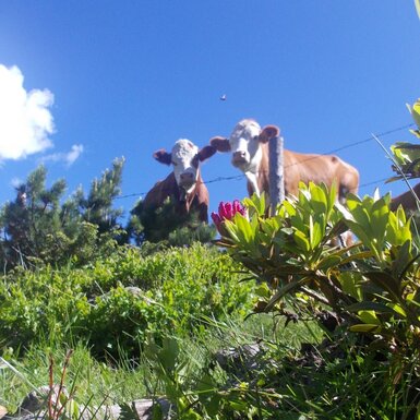 Zwei Kühe auf der Almweide mit grünen Pflanzen und blauem Himmel.
