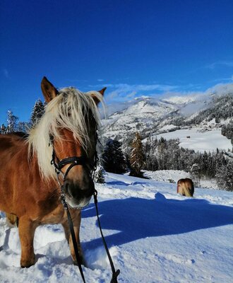 Winterausflug mit Pferd