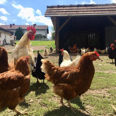 Hühner und ein Hahn im Freigelände des Bauernhofs mit einem Stallgebäude.