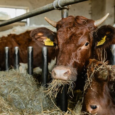 Unsere Pinzgauer Kühe.