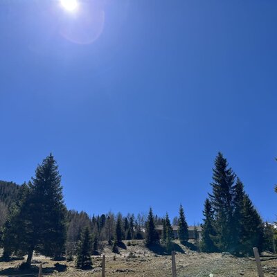 Die idyllische Umgebung der Alm mit hohen Nadelbäumen unter einem strahlend blauen Himmel.