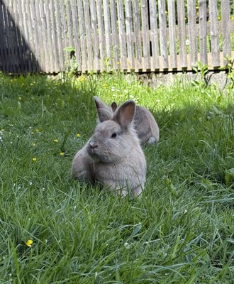 Zwei Kaninchen im grünen Gras am Hof, mit einem Holzzaun im Hintergrund.