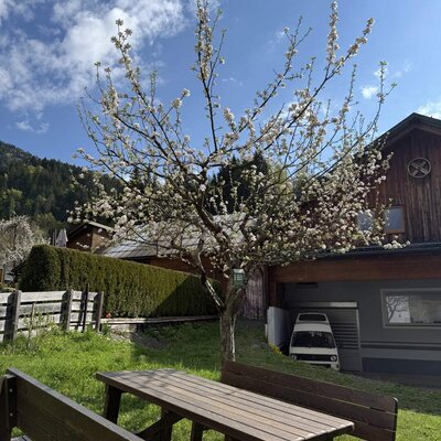 Picknicktisch und Bänke im Garten des Ferienhauses unter einem blühenden Baum.