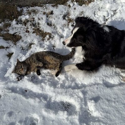 Haustierfreundliches Ferienhaus, mit Hund und Katze im Schnee.