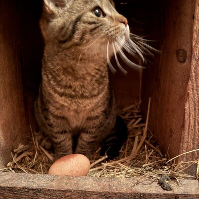 Eine Katze in einem Nistkasten mit Heu und einem Ei.