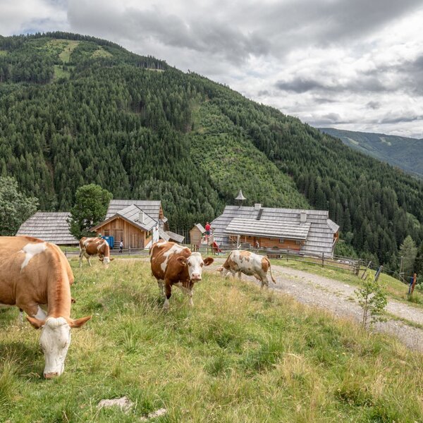 Die Alm mit Holzhäusern, grasenden Kühen und bewaldeten Bergen im Hintergrund.