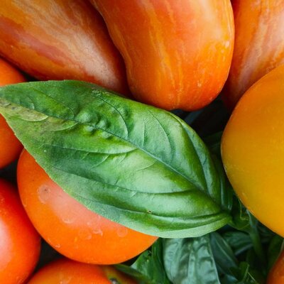 Frische, farbenfrohe Tomaten und knackiges Basilikum laden zum Kochen in der gemütlichen Ferienwohnung ein.