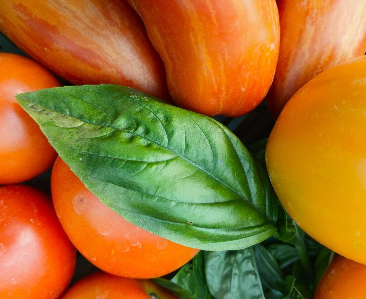Frische, farbenfrohe Tomaten und knackiges Basilikum laden zum Kochen in der gemütlichen Ferienwohnung ein.