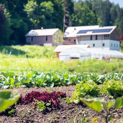 Der üppige Gemüsegarten der Ferienwohnung mit frischem Salat vor der Kulisse des grünen Grundstücks.