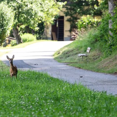 Ein neugieriges Reh auf einer saftig grünen Wiese direkt am ruhigen Weg nahe der Ferienwohnung.