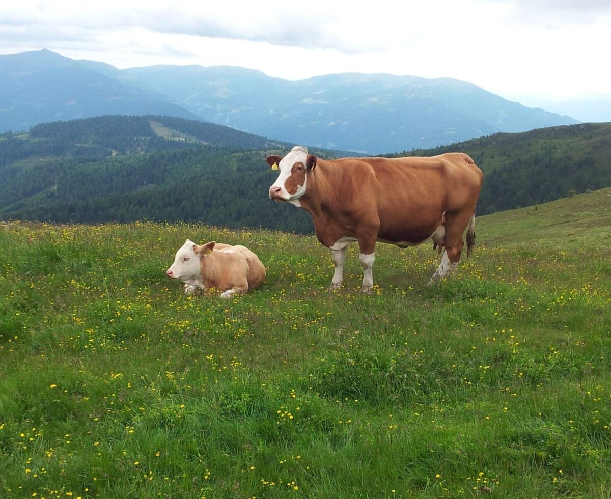Zwei K&uuml;he auf einer bl&uuml;henden Almwiese mit Bergblick an der Alm.