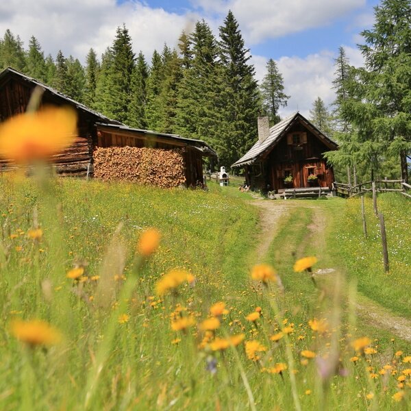 Die Hütte mit Nebengebäude, gelegen an einem Pfad in einer blühenden Bergwiese, umgeben von Wald.