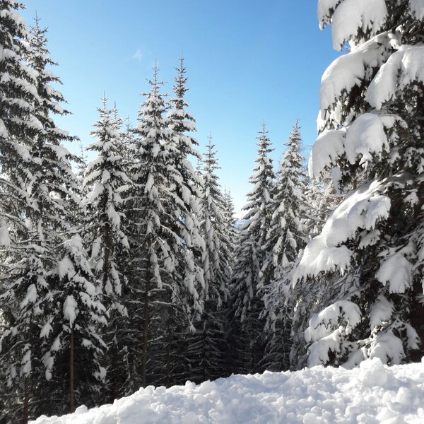 Blick auf den verschneiten Wald in der Umgebung des Bauernhofs.