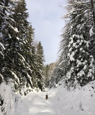 Waldbauer Winter Waldbaden