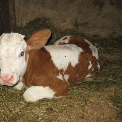 neugeborenes Kälbchen