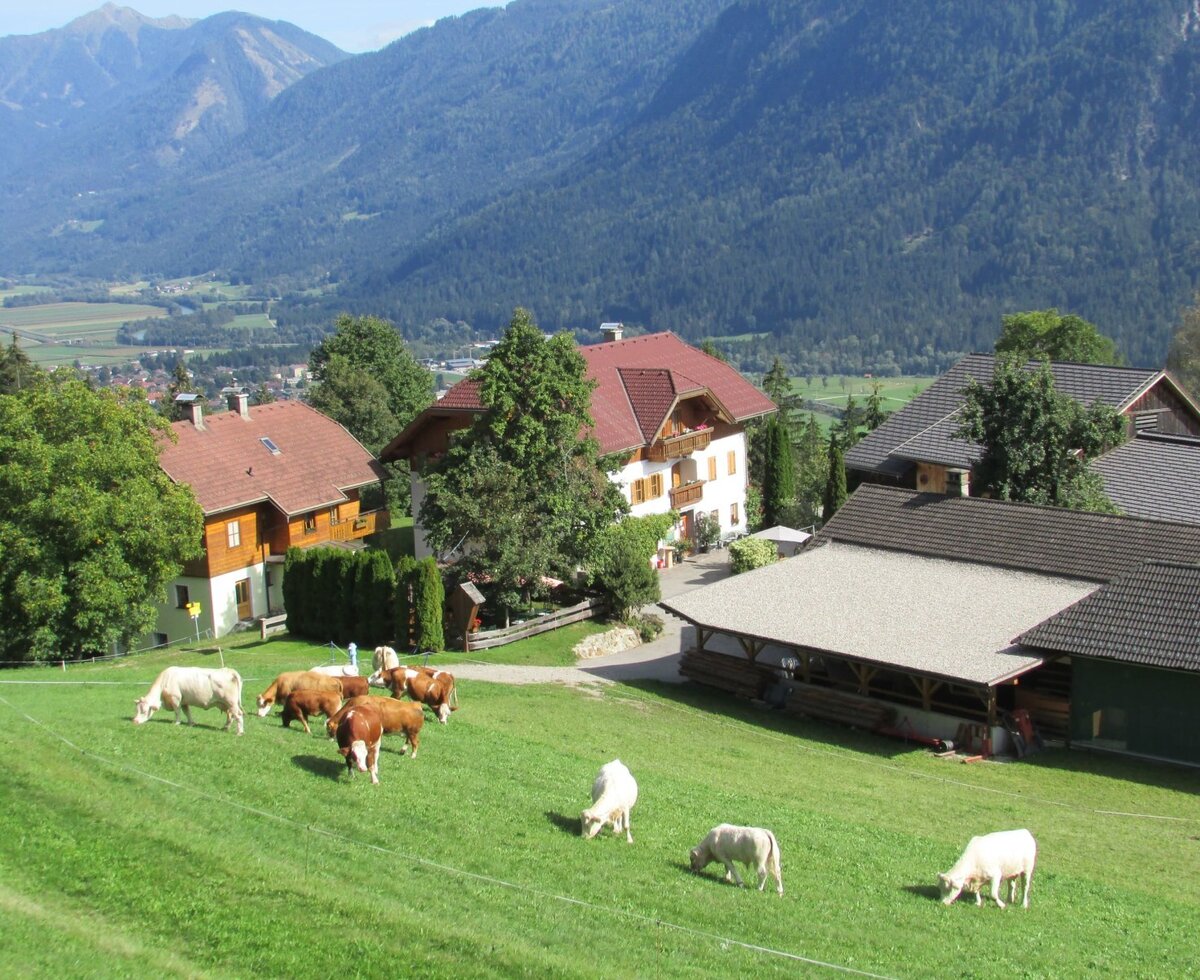 Die Kühe sind wieder von der Alm heimgekehrt